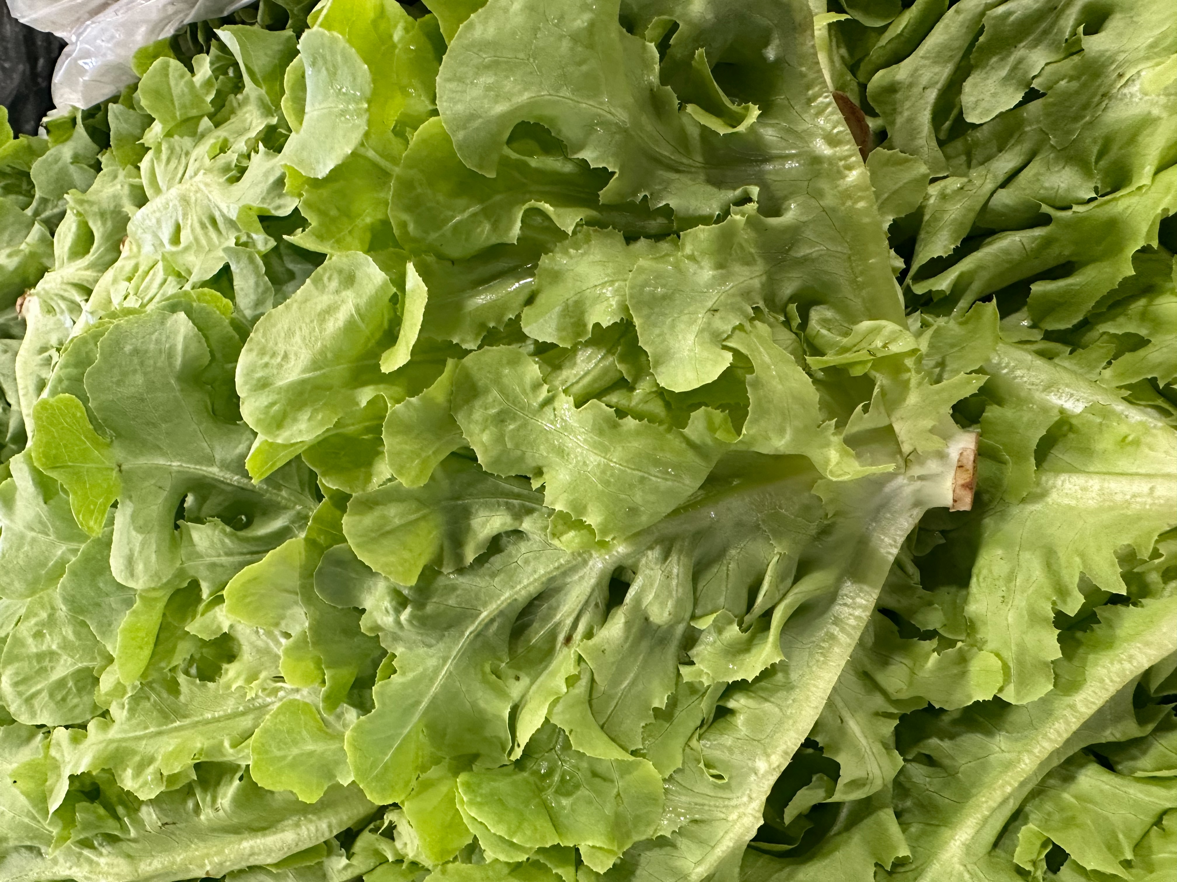 Green oak lettuce